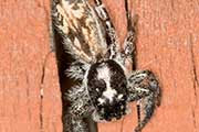 Jumping Spider (Holoplatys semiplanata) (Holoplatys semiplanata)